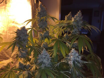 Green Crack by Humboldt Seed, 3 semi - immagine 2