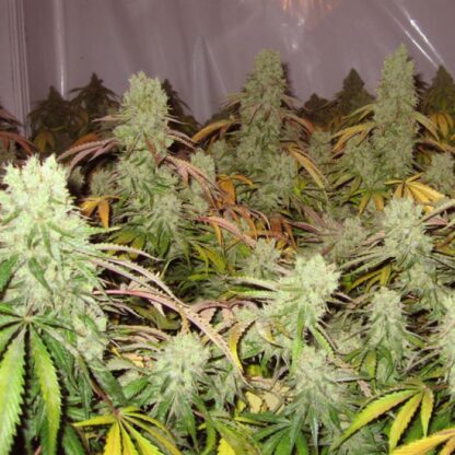 semi Ice Cream by Paradise Seeds - immagine 4