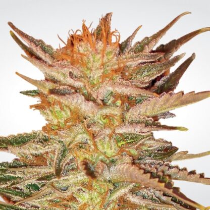 semi Ice Cream by Paradise Seeds