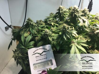 Auto Orange Bud®, Dutch Passion (3 semi) - immagine 6