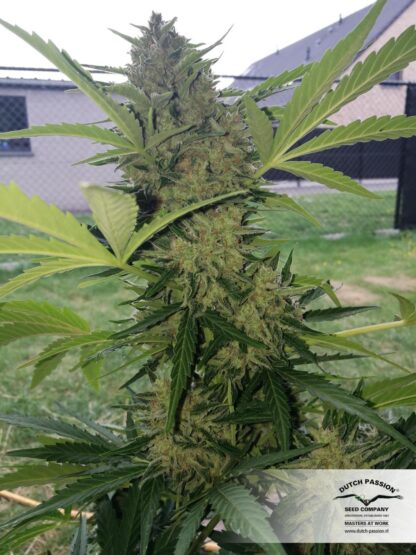 Auto Orange Bud®, Dutch Passion (3 semi) - immagine 2
