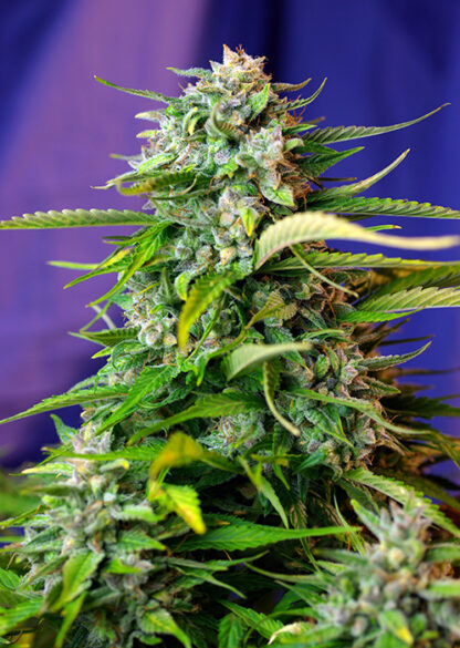 Jack 47 Auto® Sweet Seeds, 3 +1 semi