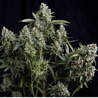 Tutankhamon by Pyramid Seeds, 3 semi + 1 seme OMAGGIO