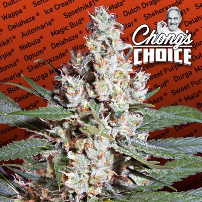 L.A. Amnesia by Paradise Seeds, 5 semi