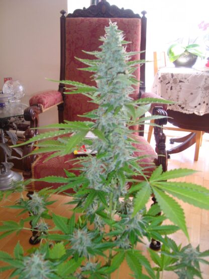 semi Royal Cheese Auto, Royal Queen Seeds - immagine 8
