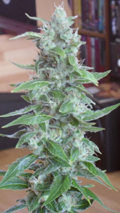 semi Royal Cheese Auto, Royal Queen Seeds - immagine 9