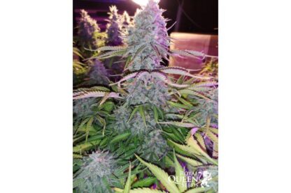 semi Royal Cheese Auto, Royal Queen Seeds - immagine 6