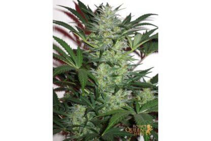 semi Royal Cheese Auto, Royal Queen Seeds - immagine 3