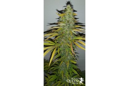 semi Royal Cheese Auto, Royal Queen Seeds - immagine 4