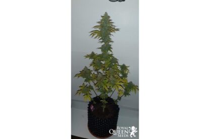 semi Royal Cheese Auto, Royal Queen Seeds - immagine 7