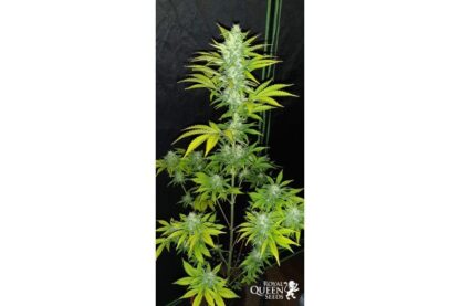 semi Royal Cheese Auto, Royal Queen Seeds - immagine 5
