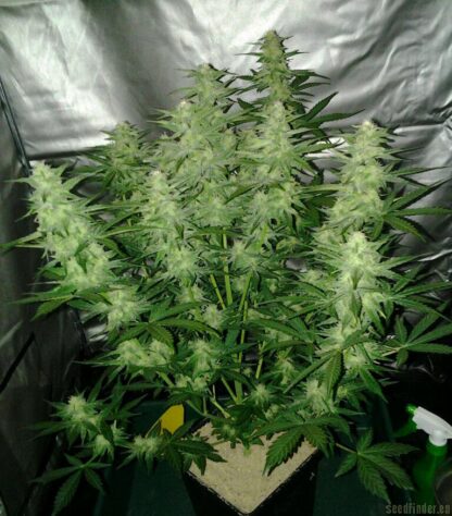semi Royal Cheese Auto, Royal Queen Seeds - immagine 10