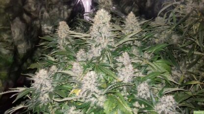 semi Bubble Kush by Royal Queen Seeds - immagine 4