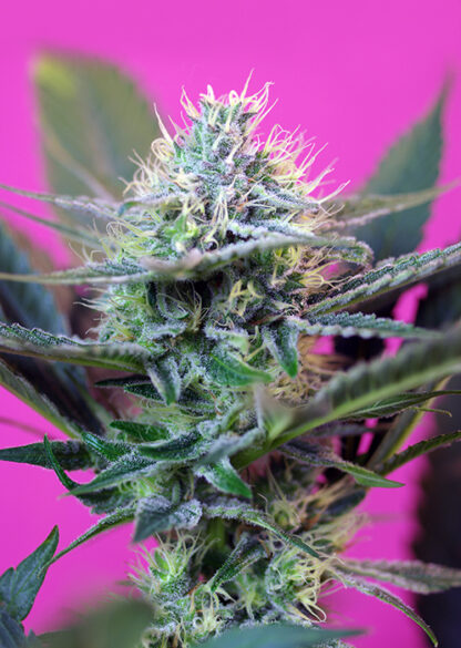 + Speed Auto by Sweet Seeds, 3 semi + 1 seme OMAGGIO - immagine 2