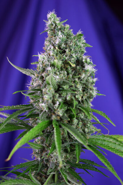Sweet Trainwreck Auto by Sweet seeds, 3 semi + 1 seme OMAGGIO - immagine 15