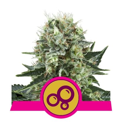 semi Bubble Kush by Royal Queen Seeds - immagine 3