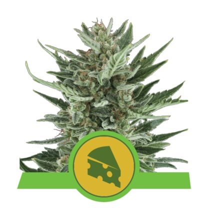 semi Royal Cheese Auto, Royal Queen Seeds