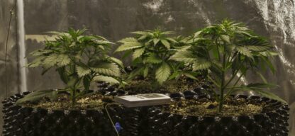 Sweet Trainwreck Auto by Sweet seeds, 3 semi + 1 seme OMAGGIO - immagine 17