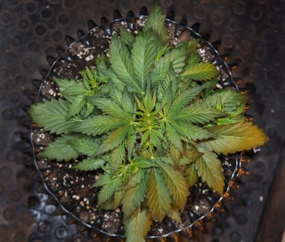 Sweet Trainwreck Auto by Sweet seeds, 3 semi + 1 seme OMAGGIO - immagine 5