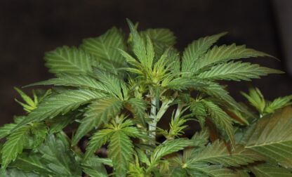Sweet Trainwreck Auto by Sweet seeds, 3 semi + 1 seme OMAGGIO - immagine 16