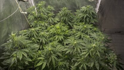 Sweet Trainwreck Auto by Sweet seeds, 3 semi + 1 seme OMAGGIO - immagine 6