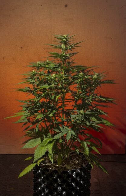 Sweet Trainwreck Auto by Sweet seeds, 3 semi + 1 seme OMAGGIO - immagine 7