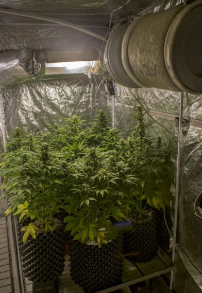 Sweet Trainwreck Auto by Sweet seeds, 3 semi + 1 seme OMAGGIO - immagine 3