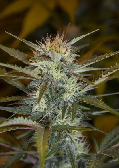 Sweet Trainwreck Auto by Sweet seeds, 3 semi + 1 seme OMAGGIO - immagine 8