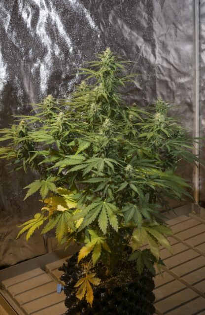 Sweet Trainwreck Auto by Sweet seeds, 3 semi + 1 seme OMAGGIO - immagine 9