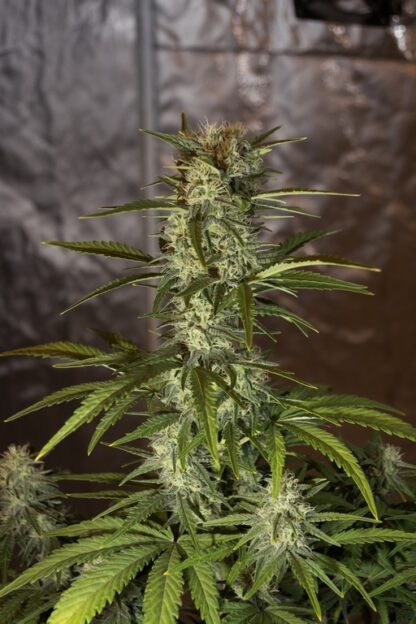 Sweet Trainwreck Auto by Sweet seeds, 3 semi + 1 seme OMAGGIO - immagine 12