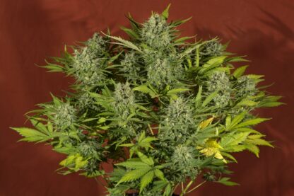 Sweet Trainwreck Auto by Sweet seeds, 3 semi + 1 seme OMAGGIO - immagine 10