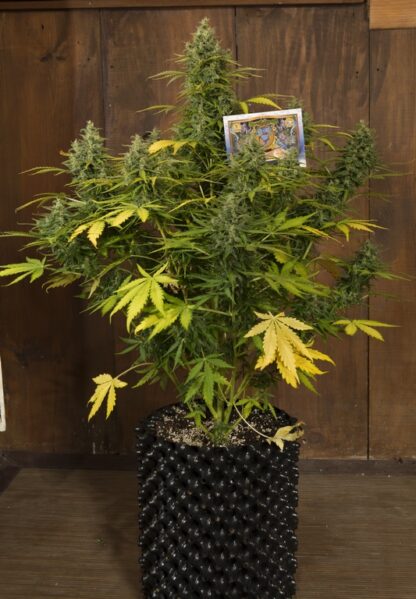 Sweet Trainwreck Auto by Sweet seeds, 3 semi + 1 seme OMAGGIO - immagine 11