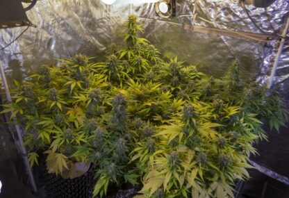 Sweet Trainwreck Auto by Sweet seeds, 3 semi + 1 seme OMAGGIO - immagine 14