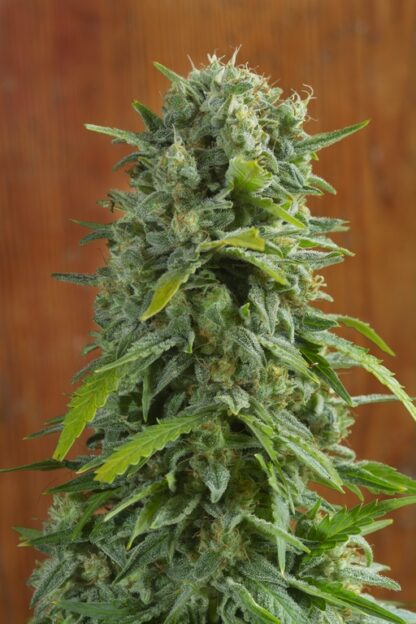 Sweet Trainwreck Auto by Sweet seeds, 3 semi + 1 seme OMAGGIO - immagine 13