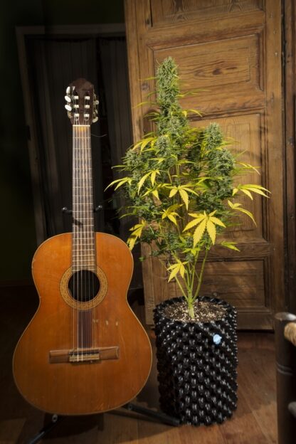 Sweet Trainwreck Auto by Sweet seeds, 3 semi + 1 seme OMAGGIO - immagine 4