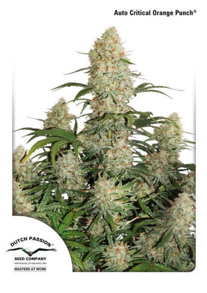 Auto Critical Orange Punch®  by Dutch Passion, 3 semi