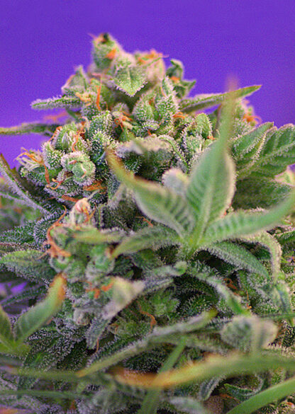 Sweet Cheese® by Sweet Seeds, 3 semi + 1 seme OMAGGIO
