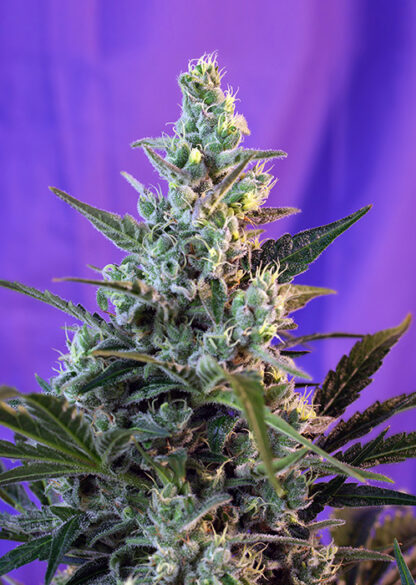 Sweet Skunk auto by Sweet Seeds, 3 semi + 1 seme OMAGGIO
