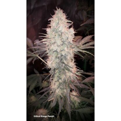 semi Critical Orange Punch ®  by Dutch Passion - immagine 5