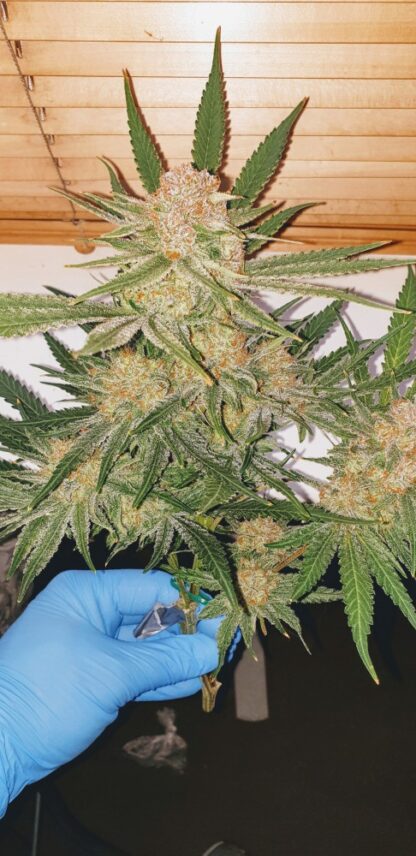 semi Critical Orange Punch ®  by Dutch Passion - immagine 4