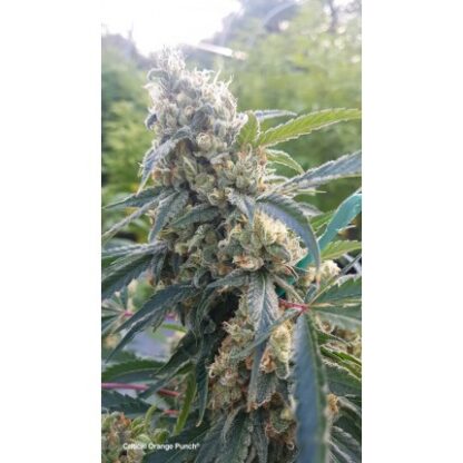 semi Critical Orange Punch ®  by Dutch Passion - immagine 6