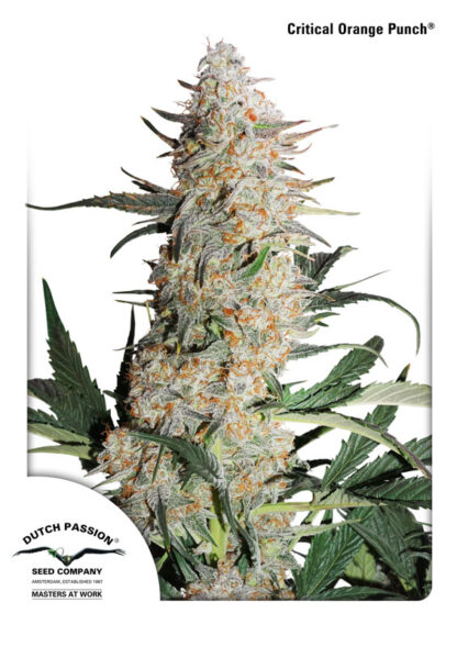 semi Critical Orange Punch ®  by Dutch Passion
