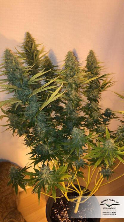 semi Critical Orange Punch ®  by Dutch Passion - immagine 2