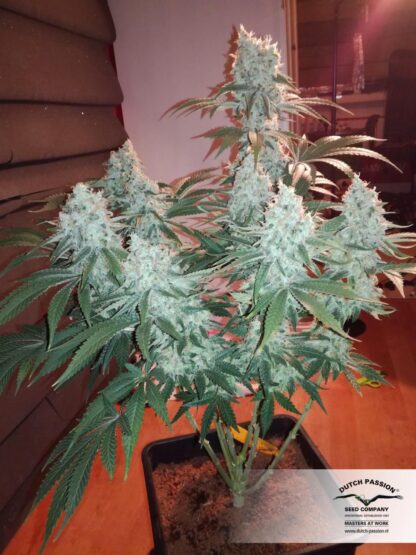 semi Critical Orange Punch ®  by Dutch Passion - immagine 3