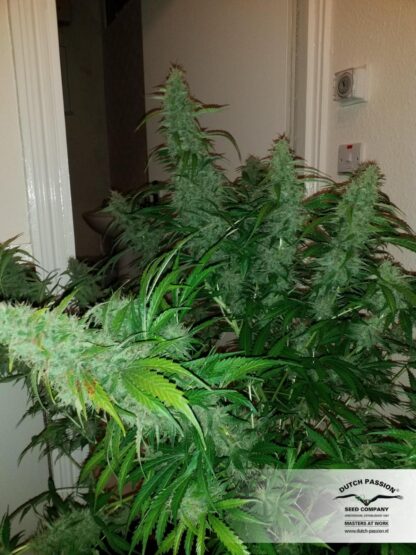 Auto Critical Orange Punch®  by Dutch Passion, 3 semi - immagine 2