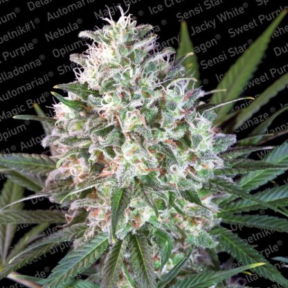 Space Cookies Paradise Seeds, 3 semi