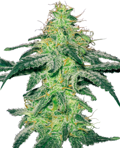 White Skunk by White Label, 3 semi