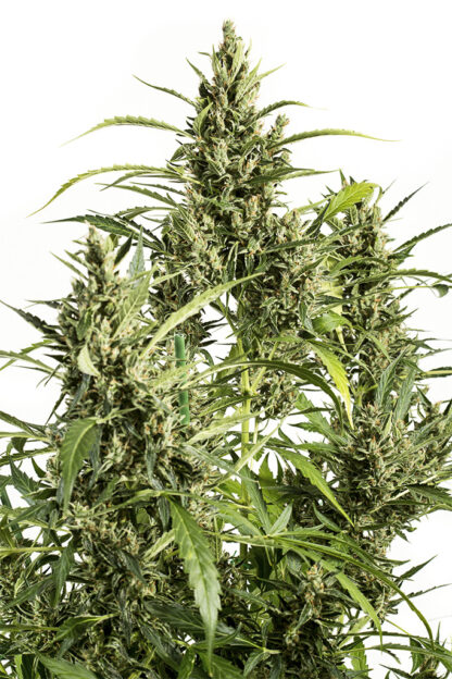 semi Original Amnesia Autoflowering, Dinafem - immagine 2