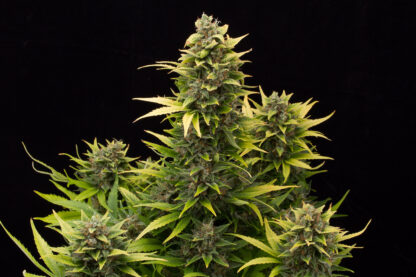 semi Original Amnesia Autoflowering, Dinafem