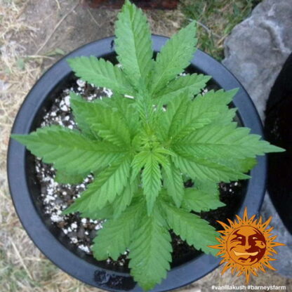 semi VANILLA KUSH™ Barney's Farm - immagine 3